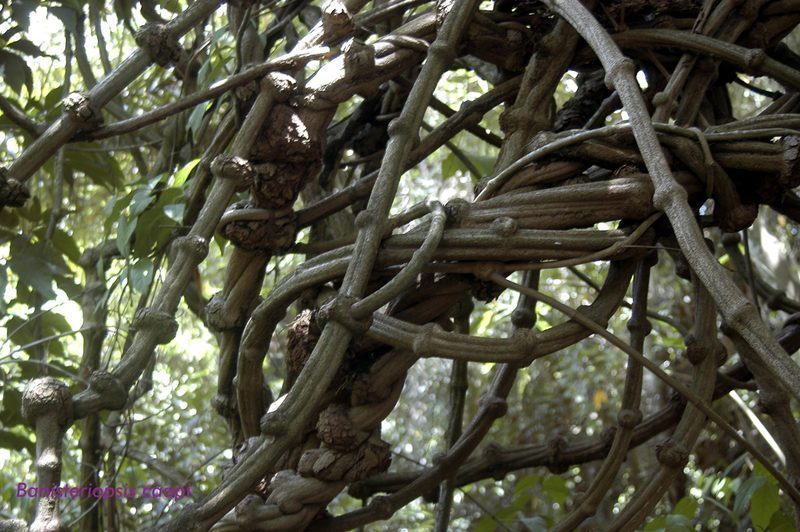 Ayahuasca terapéutica: potencial en depresión y ansiedad