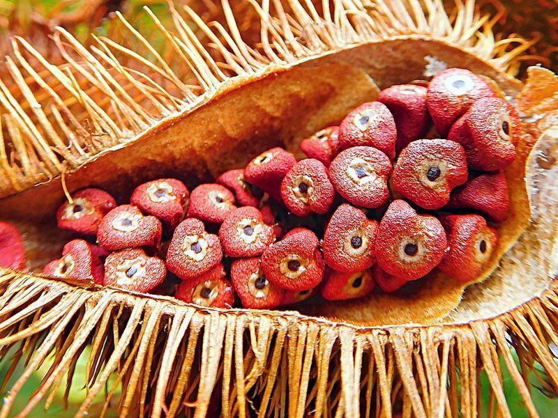 Bixina del achiote: potencial farmacológico bajo revisión