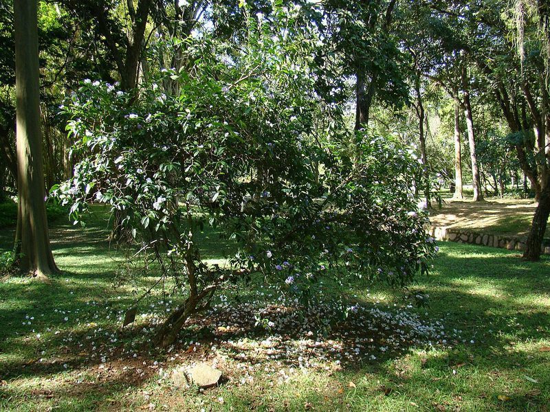 Chiric sanango: la planta amazónica que investigan como terapia para adicciones