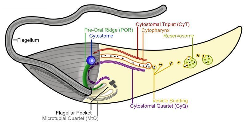 Enfermedad de Chagas: peor pronóstico en cardiomiopatía