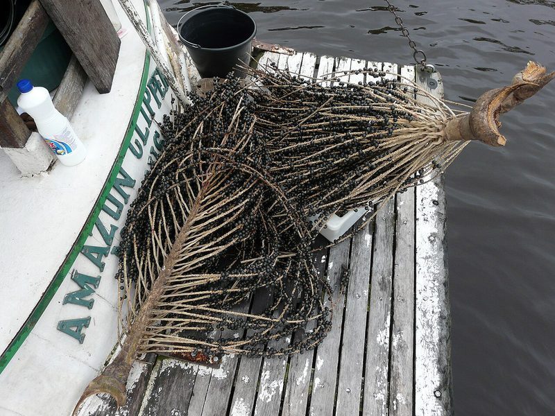 Frutas amazónicas contra el cáncer: lo que revela la primera gran revisión científica