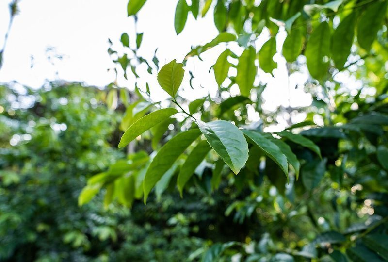 Guayusa, guaraná y rendimiento cognitivo: la evidencia