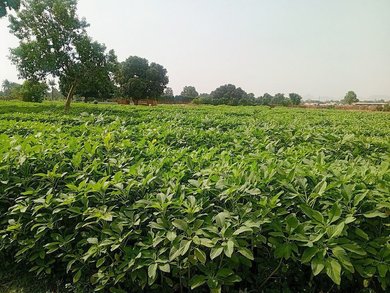 Kiwicha y colesterol: ensayo muestra mejora del perfil