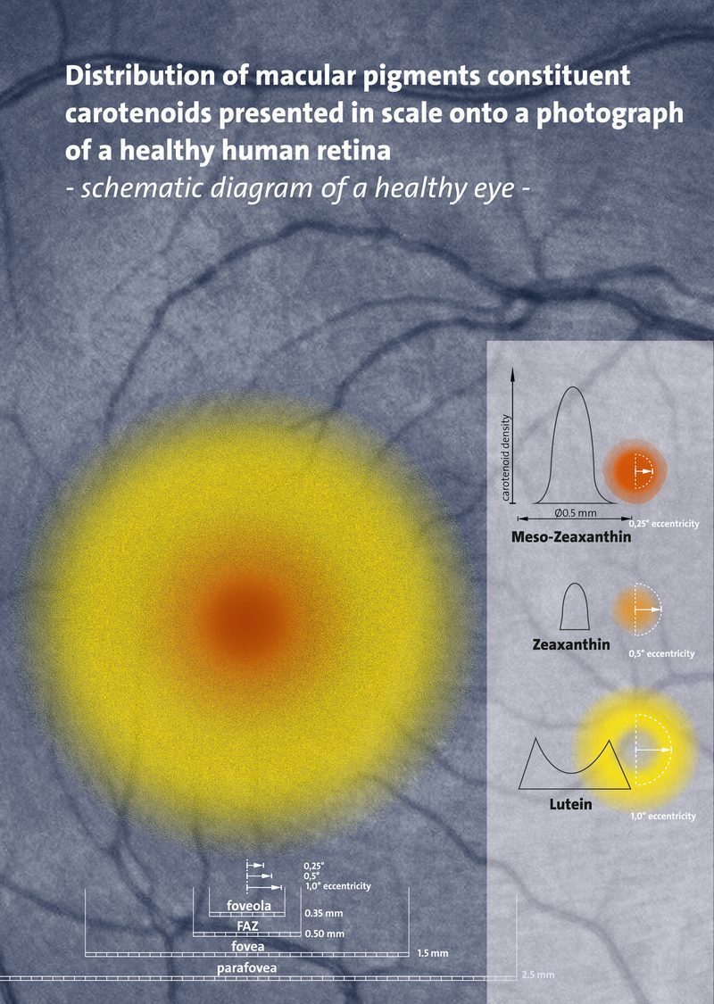 Luteína y zeaxantina podrían frenar la miopía adolescente