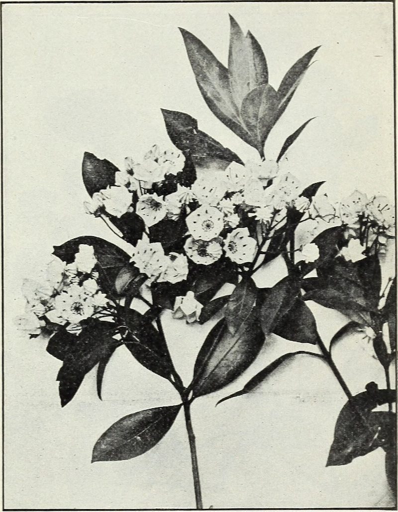 Plantas sudamericanas con potencial protector del ADN