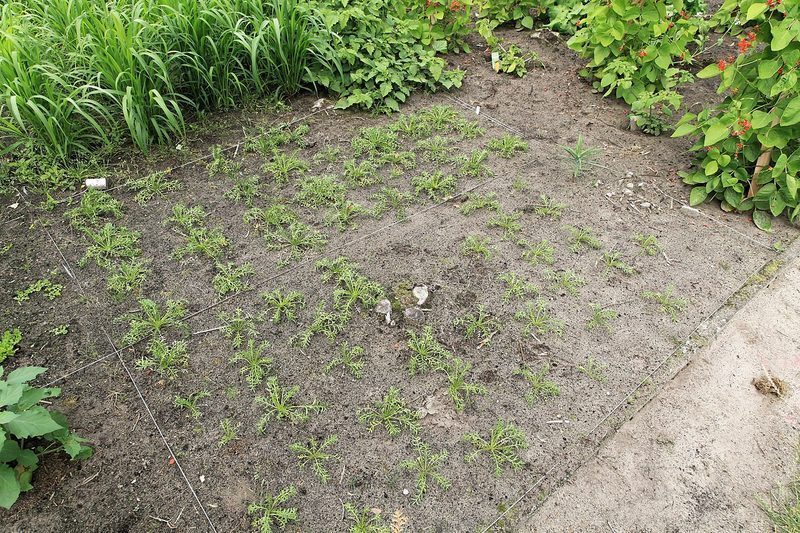 ¿Funcionan los suplementos herbales para la disfunción eréctil? Esto dice la ciencia