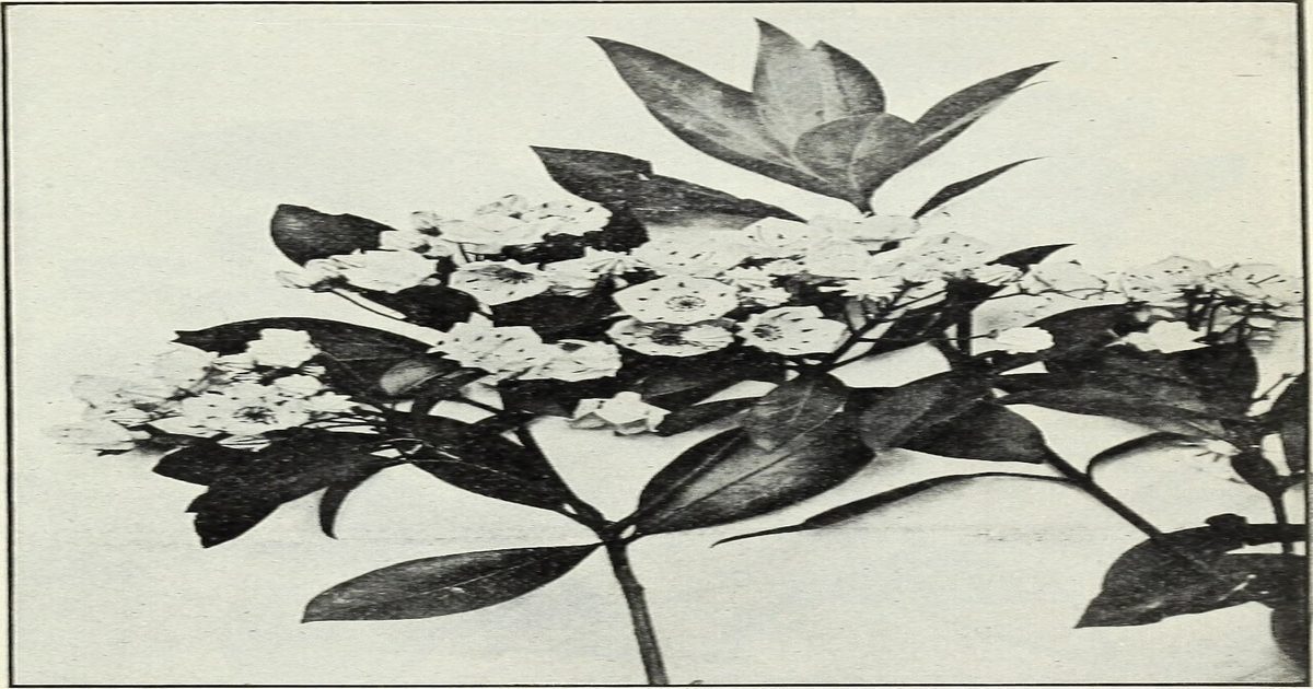 Plantas sudamericanas protegen el ADN: revisión revela potencial antigenotóxico de la flora medicinal