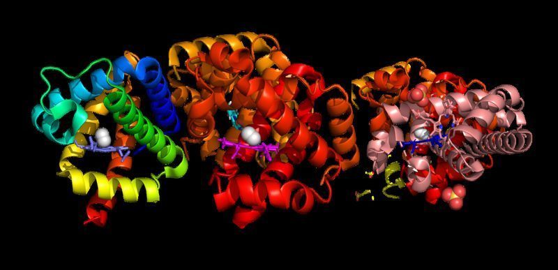 Estructura molecular de la hemoglobina y transporte de oxígeno