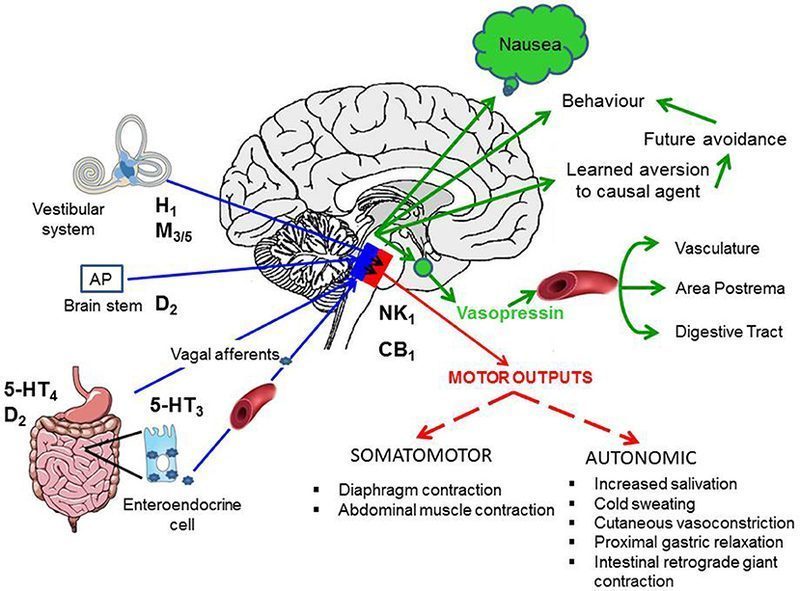 Diagrama de receptores serotoninérgicos en el cerebro