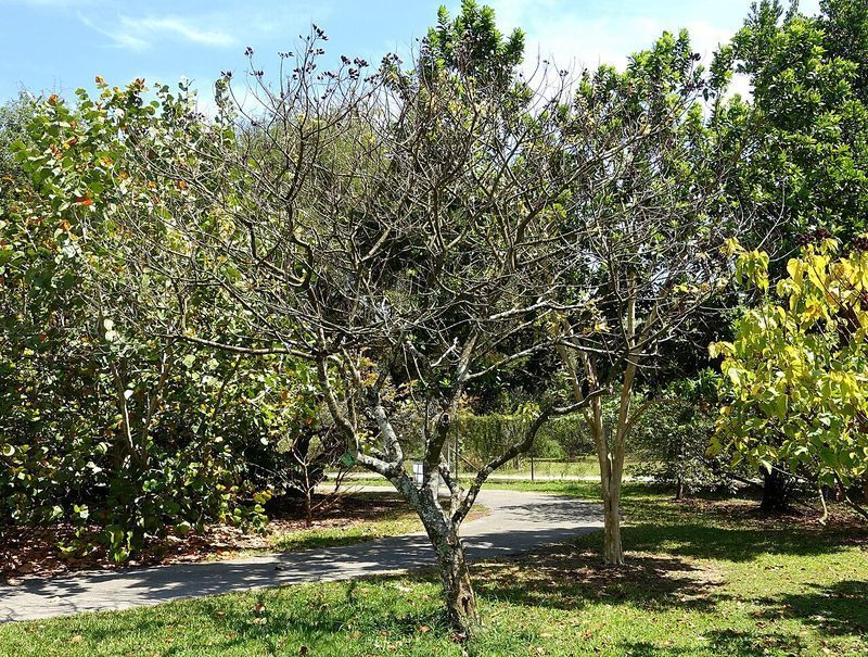 Frutos y semillas de Bixa orellana (achiote)