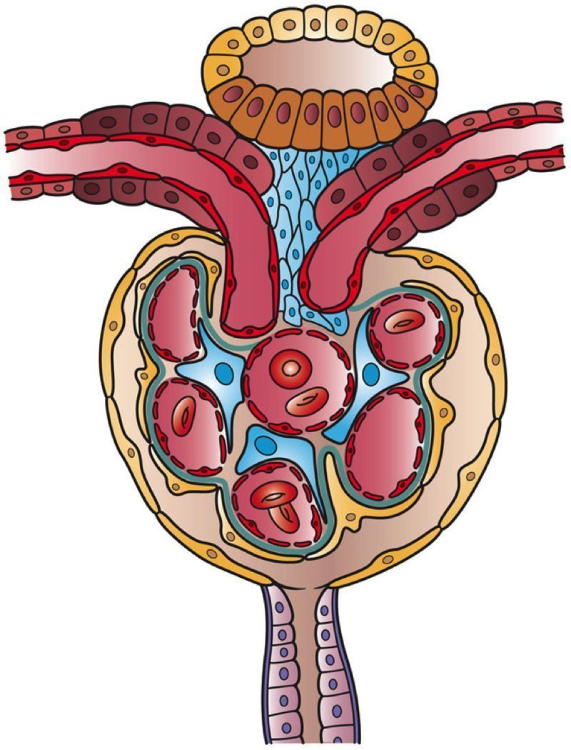 Diagrama del nefrón y función renal