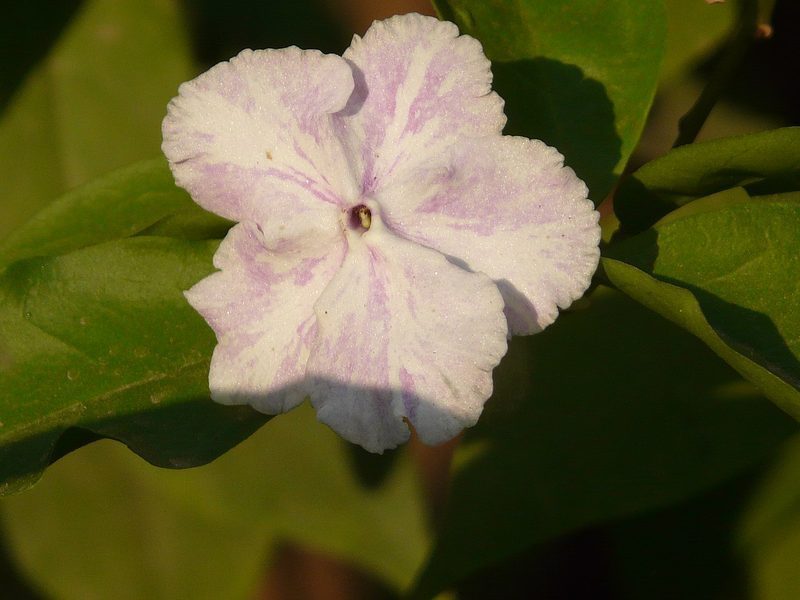 Flor de Brunfelsia grandiflora