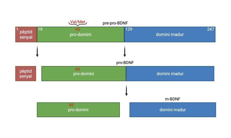 Diagrama del factor neurotrófico BDNF en el cerebro