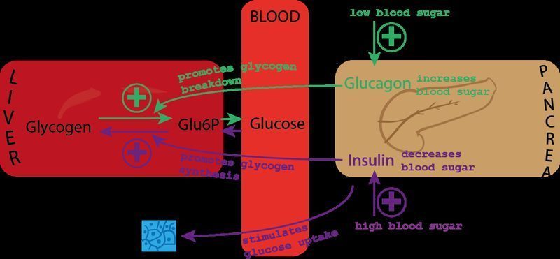 Monitoreo de glucosa en sangre y señalización de insulina