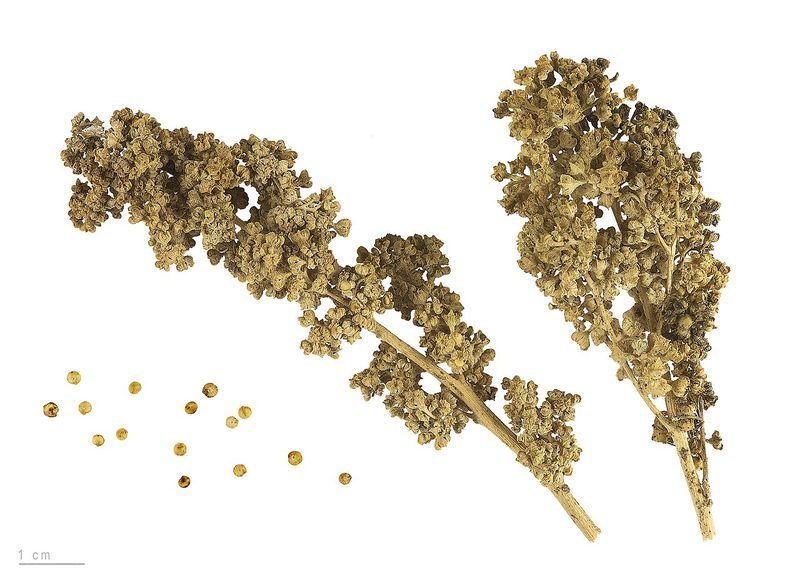 Alimentos tradicionales andinos y quinoa