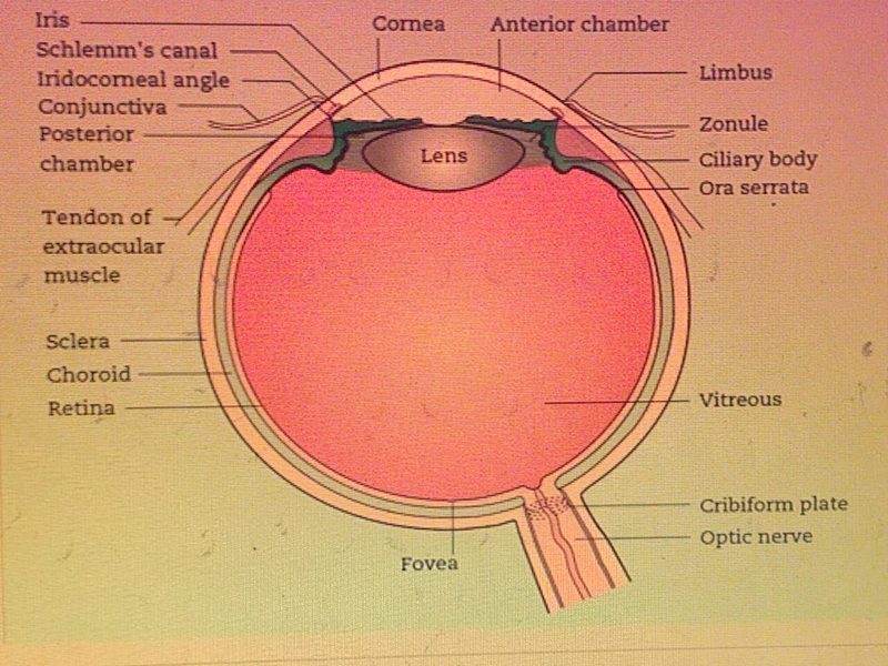 Anatomía del ojo y la mácula con luteína