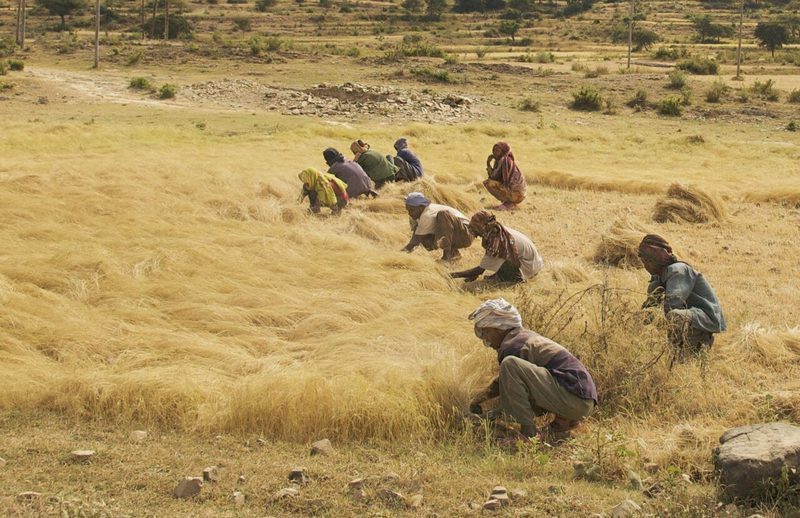 Campo de quinoa en cosecha