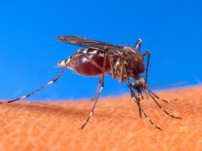Dengue y chikungunya: guías de vacunación para viajeros